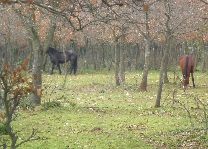 Valle D'itria Bed & Breakfast *